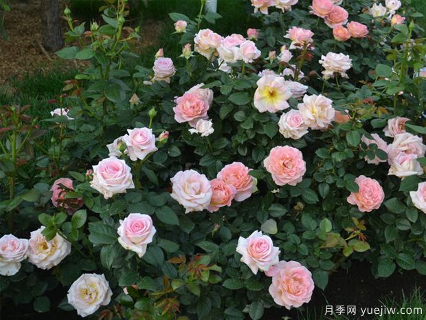 艾丽月季/爱丽月季/她月季(图3)