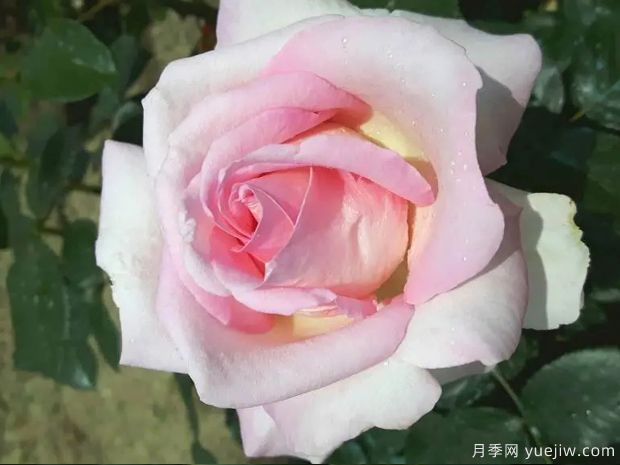 艾丽月季/爱丽月季/她月季(图5)