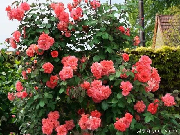 落日华光月季/阿里巴巴月季(图4)