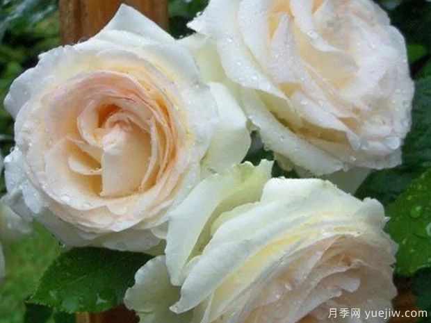 白色龙沙宝石月季/白色伊甸园月季(图4)