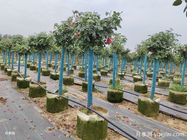 地上钵树状月季/地面月季树(图2)
