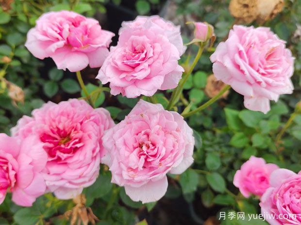 月季、玫瑰、蔷薇之间有什么关系?(图3) 月季、玫瑰、蔷薇之间有什么关系?(图3)