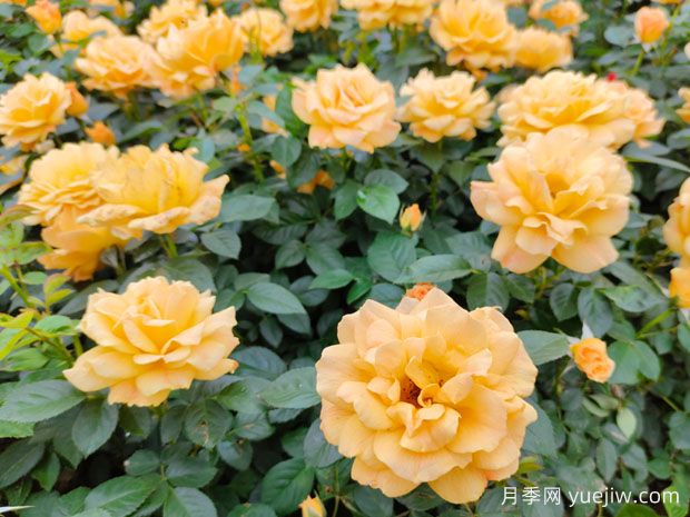 丰花月季开花机器,称霸园林绿化(图1) 丰花月季开花机器,称霸园林绿化(图1)