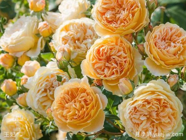 非常值得养的6种月季花,花美抗病四季开花(图2) 非常值得养的6种月季花,花美抗病四季开花(图2)