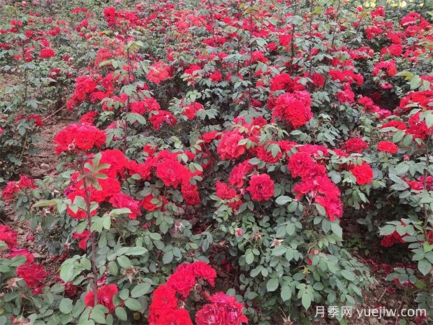 花卉专家论剑莱州月季产业(图1)