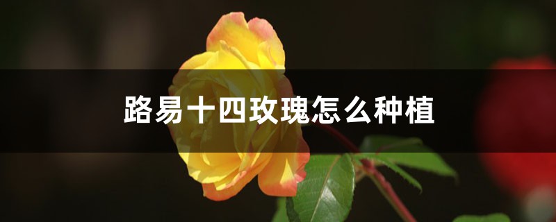路易十四玫瑰怎么种植(图1)