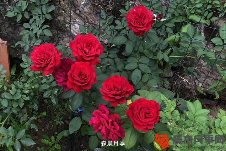 月季在阳台容易得什么病(图1)
