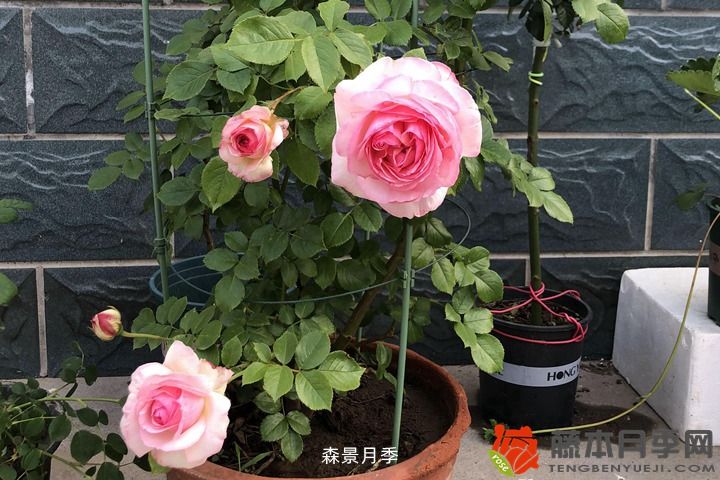月季在什么土里长得好(图1)