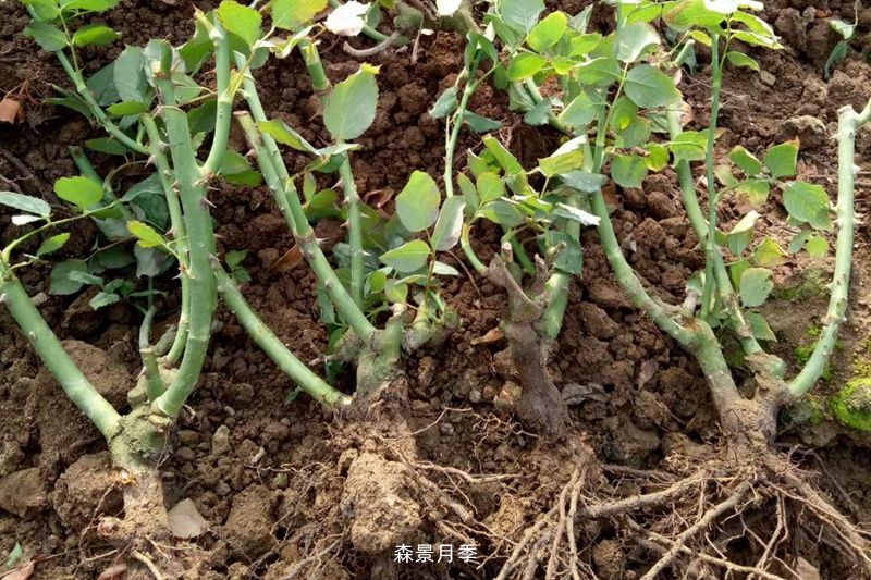 云南月季苗为什么难养(图2)