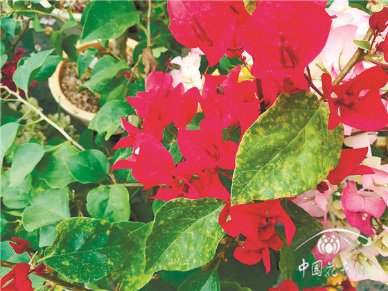 园林花卉病害防控六大策略(图9)