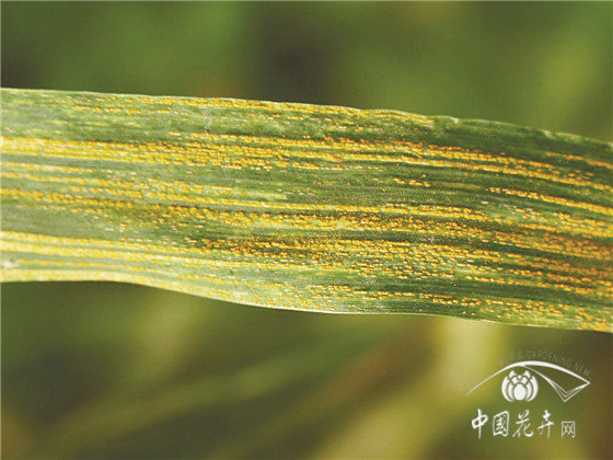 园林花卉病害防控六大策略(图1)
