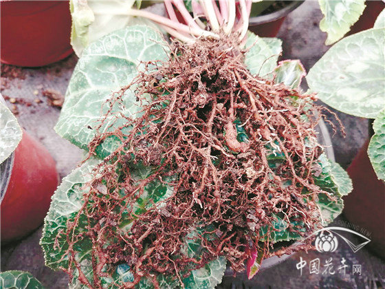 园林花卉病害防控六大策略(图11)