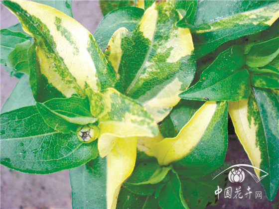 园林花卉病害防控六大策略(图8)