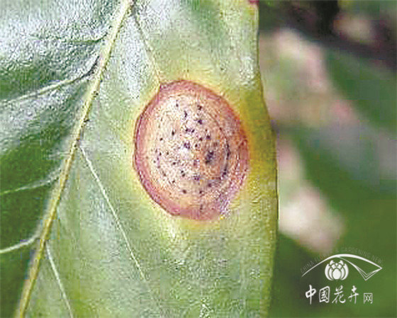 园林花卉病害防控六大策略(图4)