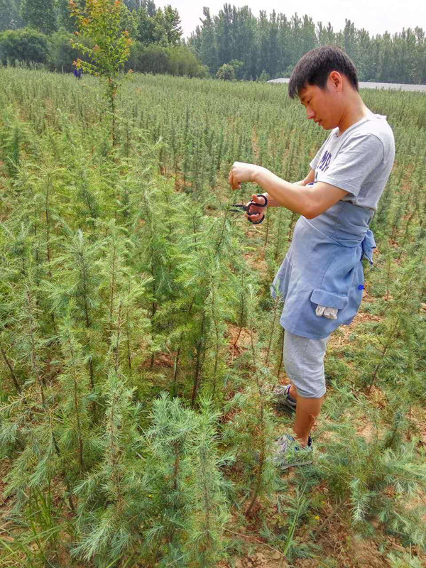雪松小苗如何种植？雪松树苗种植管理技术(图4)