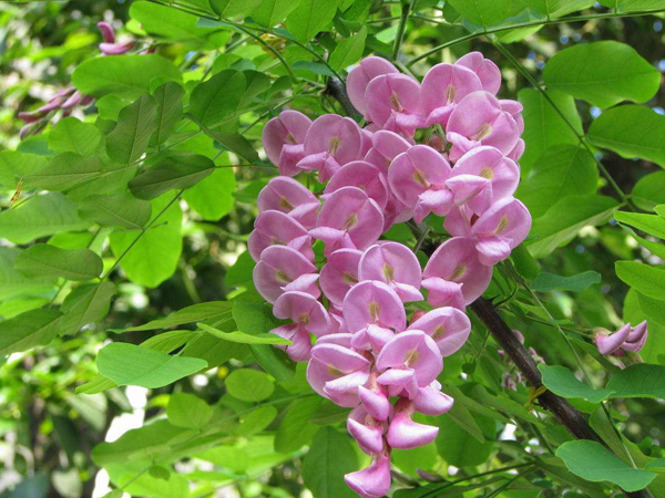 红花刺槐可以嫁接吗？红花刺槐嫁接育苗方法(图4)