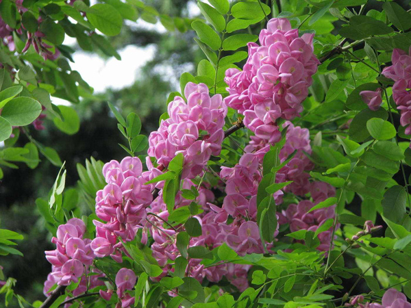 红花刺槐可以嫁接吗？红花刺槐嫁接育苗方法(图2)