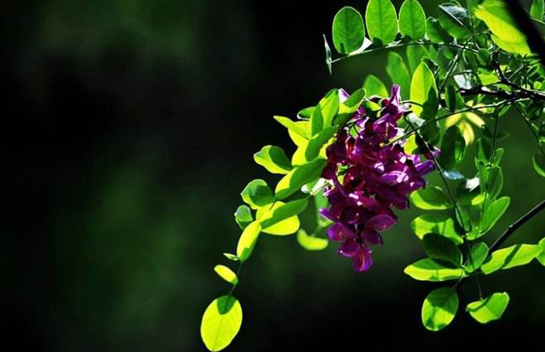 红花刺槐可以嫁接吗？红花刺槐嫁接育苗方法(图3)
