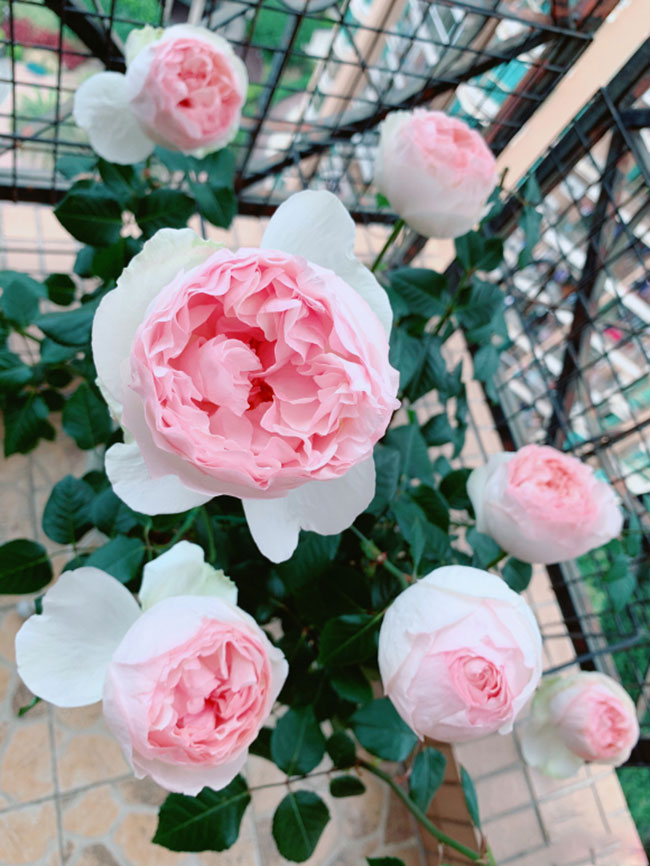 适合春季种植的花卉有哪些？花期长达300天的花卉品种(图2)