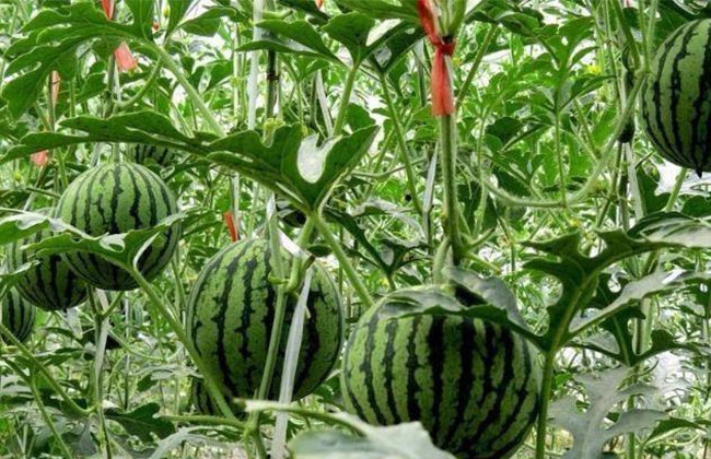 大棚西瓜怎样种植？大棚西瓜种植技术(图3)