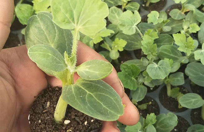 大棚西瓜怎样种植？大棚西瓜种植技术(图2)