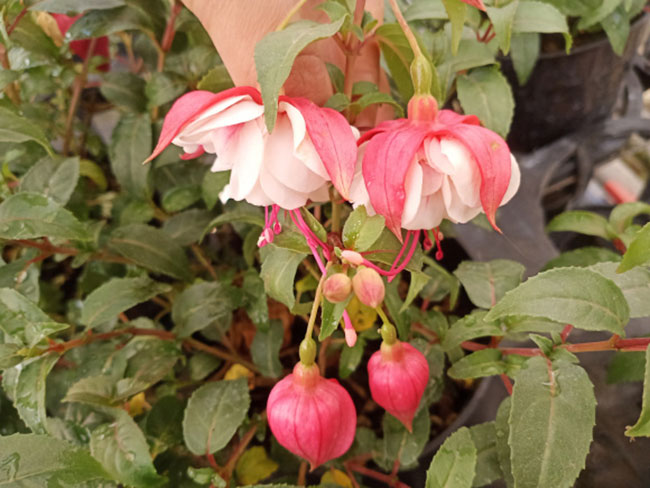 适合春季种植的花卉有哪些？花期长达300天的花卉品种(图5)