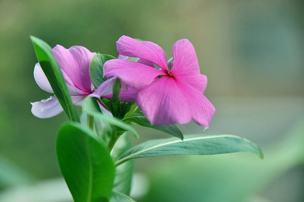 天天开花有毒吗？天天开花可以放室内吗？(图3)