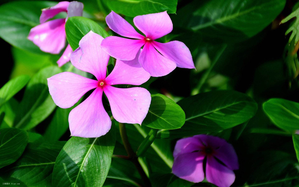 天天开花有毒吗？天天开花可以放室内吗？(图2)