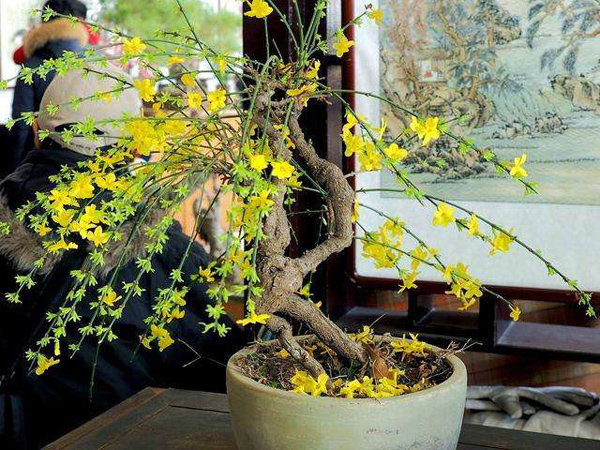 适合3月份种植的6种开花植物(图3)