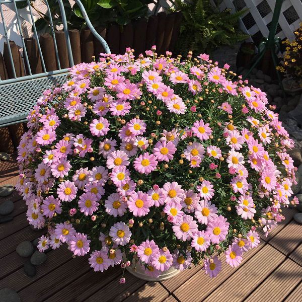 适合3月份种植的6种开花植物(图2)