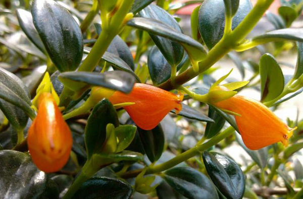 适合3月份种植的6种开花植物(图6)