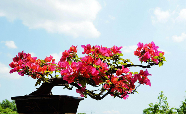 适合3月份种植的6种开花植物(图5)