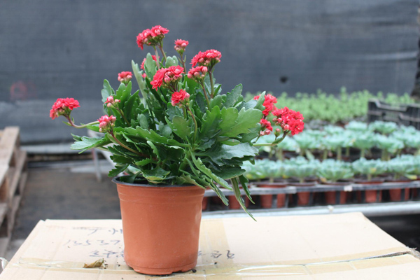 适合3月份种植的6种开花植物(图4)