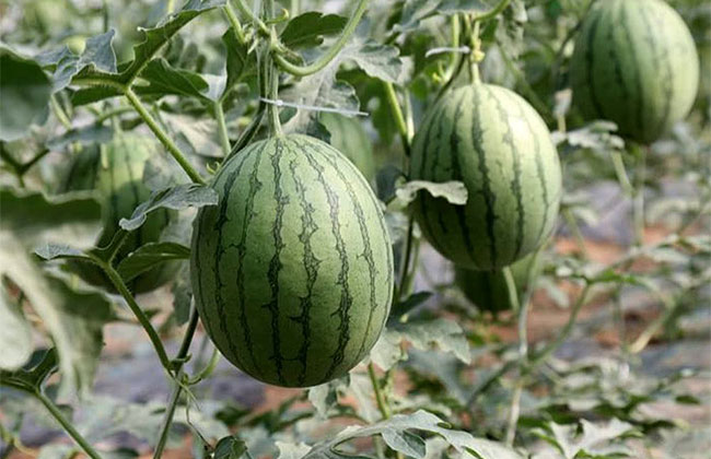 大棚西瓜怎样种植？大棚西瓜种植技术(图1)