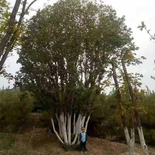 丛生五角枫产地是哪里？丛生五角枫几株一丛好？(图1)