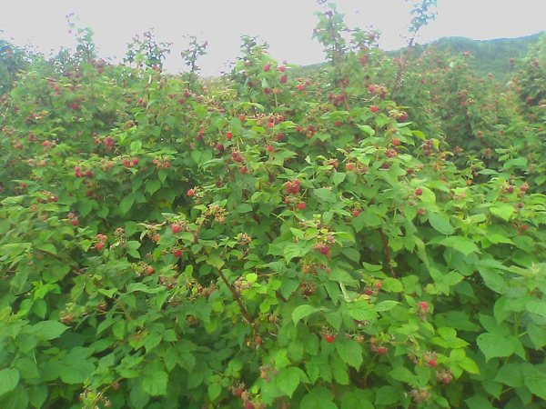 树莓怎么种植？家庭树莓种植方法(图2)