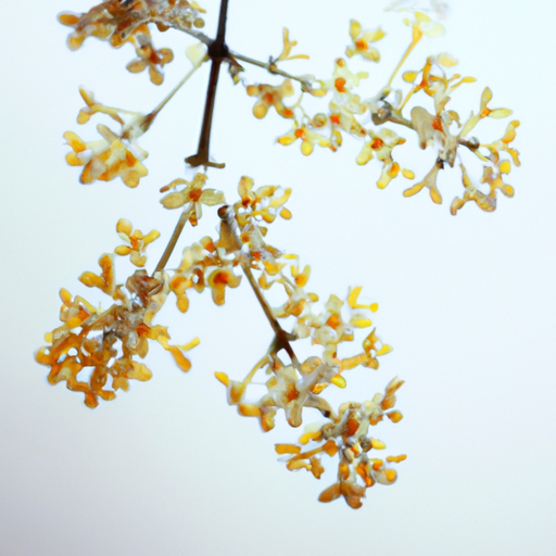 桂花对人体有害吗(图1) 桂花对人体有害吗(图1)
