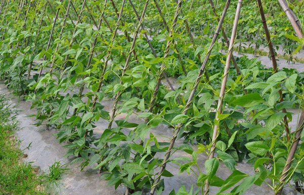 豇豆怎样育苗？高产豇豆种植技术(图2)