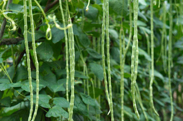 豇豆怎样育苗？高产豇豆种植技术(图3)
