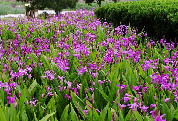 白芨种苗多少钱一棵？白芨种苗种植技术(图4)