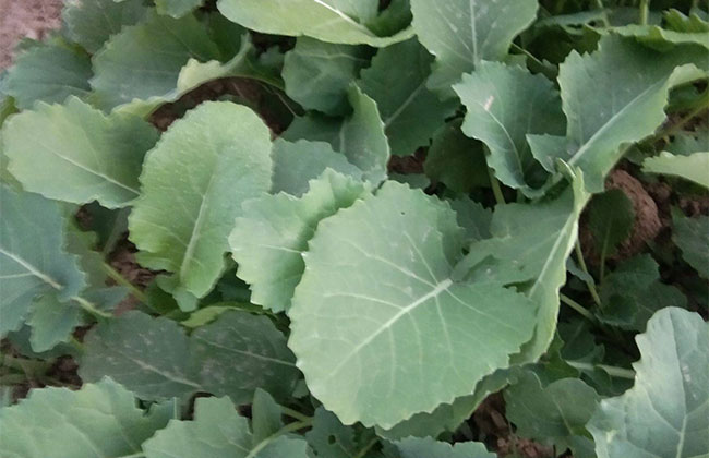 怎样防治油菜根肿病？油菜根肿病的防治方法(图1)