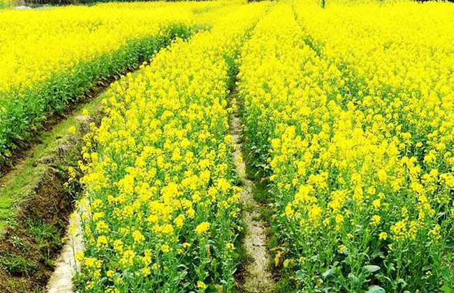 怎样防治油菜根肿病？油菜根肿病的防治方法(图2)