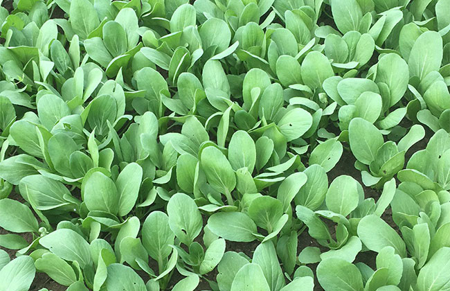 怎样防治油菜根肿病？油菜根肿病的防治方法(图3)