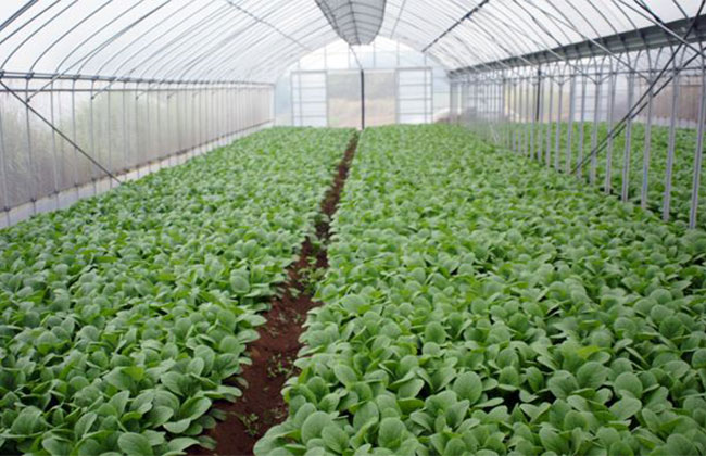 怎样防治油菜根肿病？油菜根肿病的防治方法(图4)