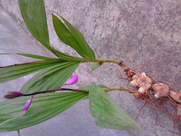 白芨种苗多少钱一棵？白芨种苗种植技术(图1)