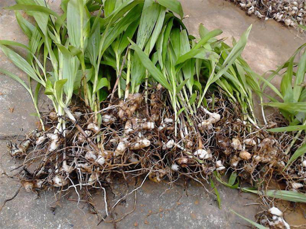 白芨种苗多少钱一棵？白芨种苗种植技术(图2)