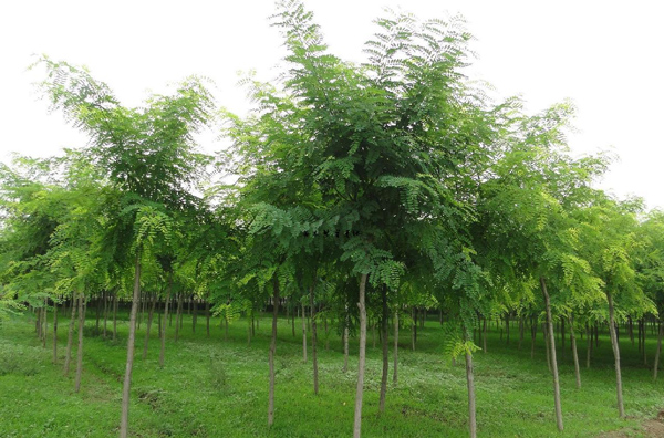 怎么培育刺槐树苗？刺槐树苗栽培方法(图3)