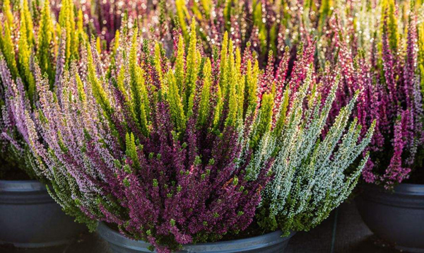 欧石楠的花语是什么？欧石楠的寓意和象征(图3)