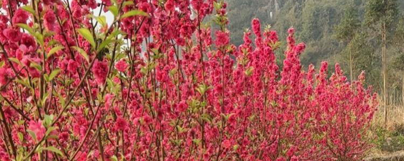 仙桃的市花是什么花(图1)