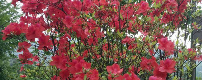 长沙的市花是什么花(图1)
